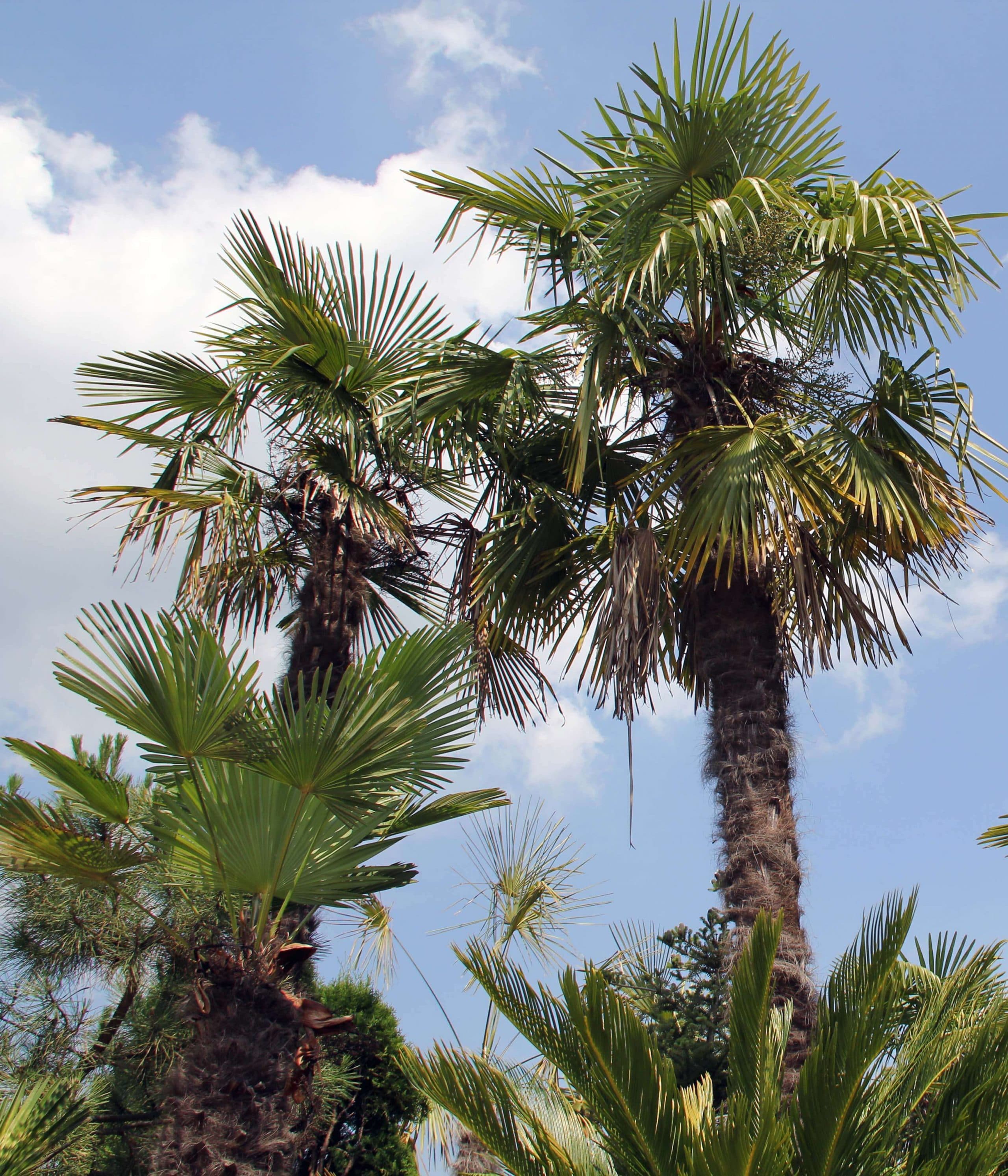 Palmenwald im Ausstellungspark