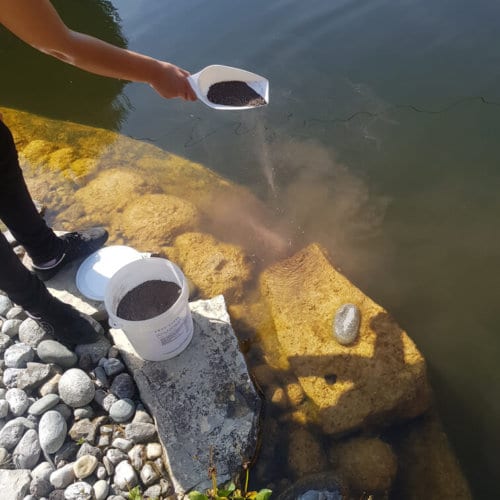 Aqua Clear Anwendung in einem Schwimmteich