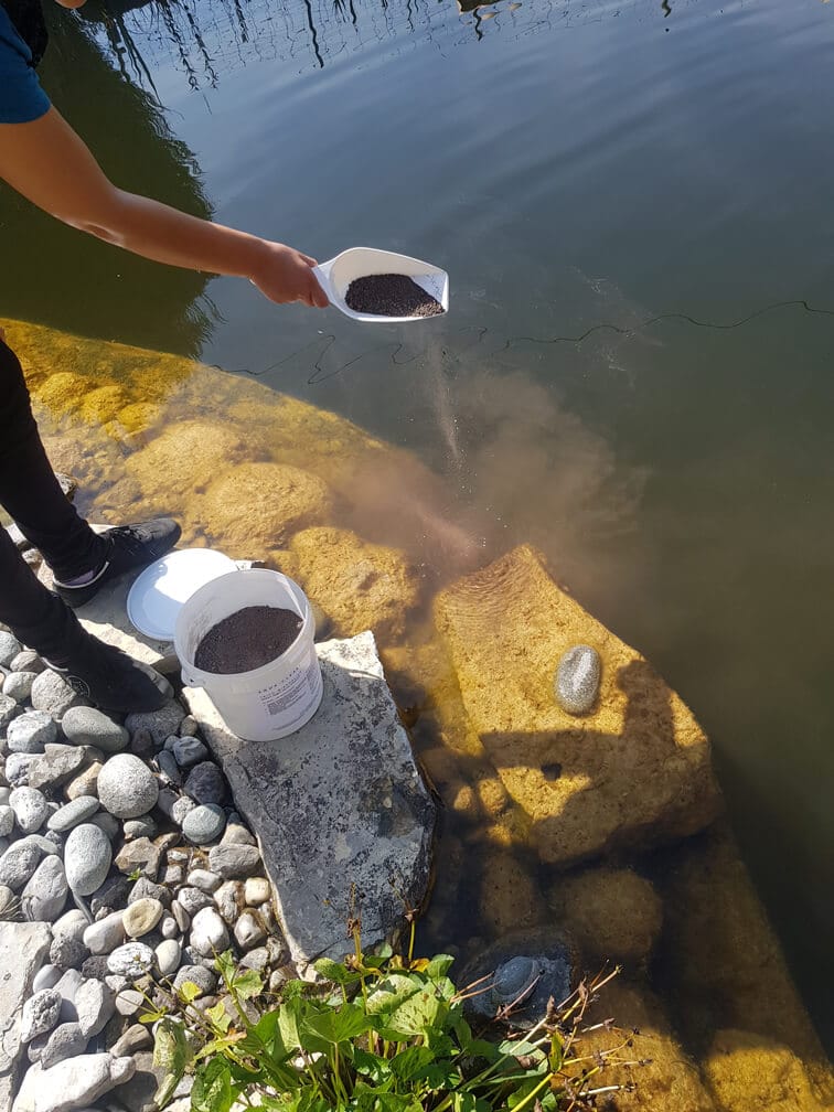 Aqua Clear Anwendung in einem Schwimmteich