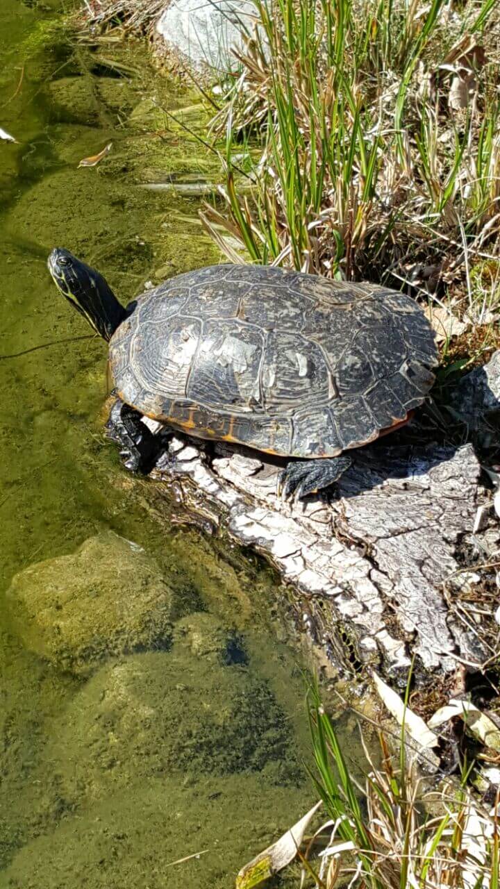 Schildkröte im Schwimmteich des Ausstellungsparks