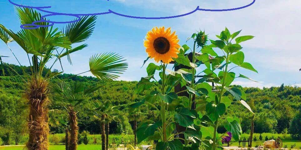 Palmen und Sonnenblumen in Kroatien